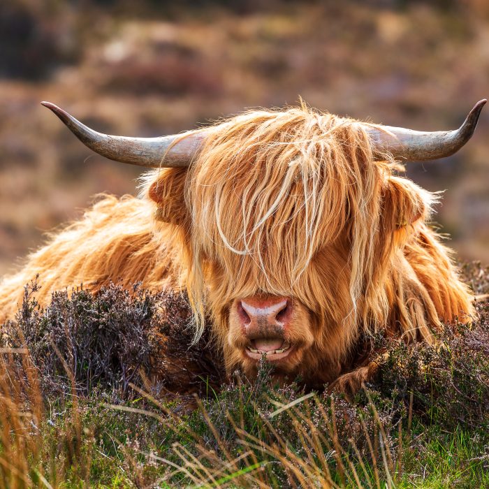 Highland cattle on the Applecross peninsula