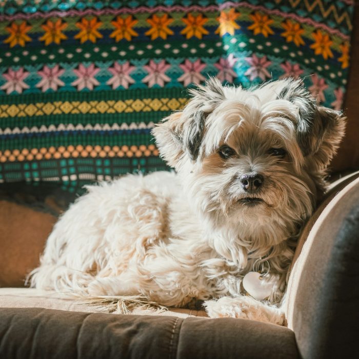 josh-hild-SOh5LCJ2DsQ-unsplash