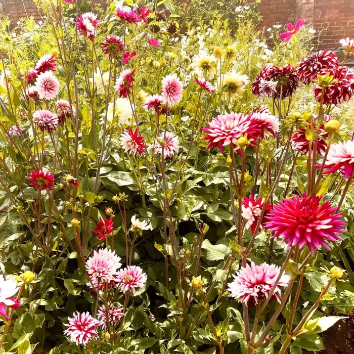 2de22036-8014-42f1-a38a-e6a2d7d45171 copy