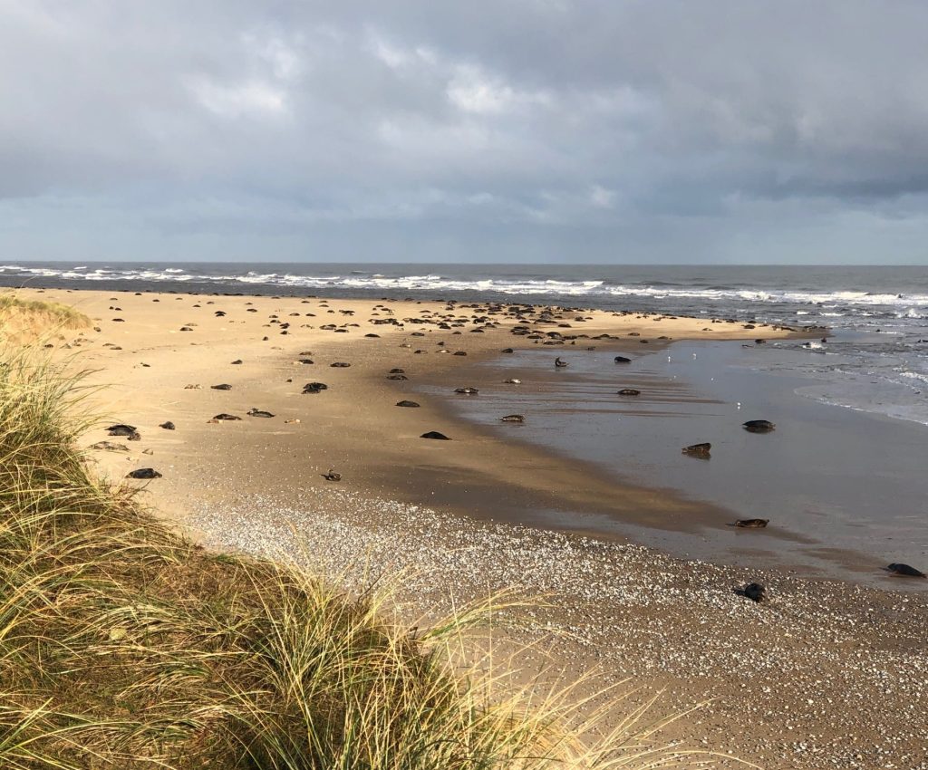 262503328_464110305062360_8486311347802093848_n